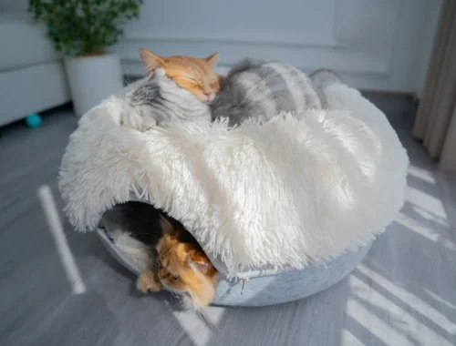 imgi 16 DSC05656 scaled